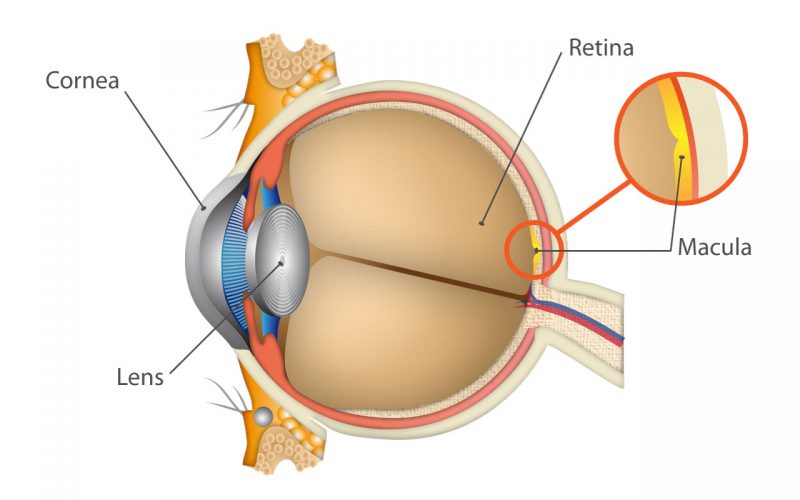 Illustrated diagram showing anatomy of eye ball (cornea in the front, lens behind that, retina in the back of the eye, macula behind retina)